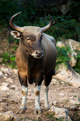 Smile Buffalo - Male Banteng - south east asian bull