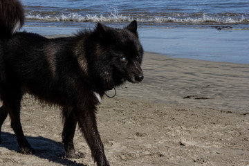 Black long haired ddog walking along the each. The ocean, blue skies and white clouds are in the background.