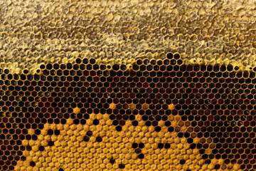 Honeycombs with honey, brood and perga. Visible shape and bee bread of the bee cell.
