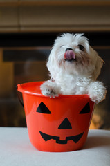dog in a halloween candy bucket