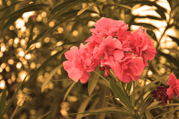  Pink flower