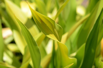 Obraz premium Green leaves close-up in a tropical garden on a bright sunny day