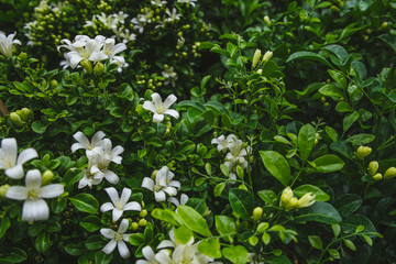 White scented flowers with lush green leaves of Orange jessamine or Murraya paniculata trees blooming in garden.