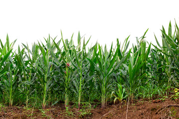 maize field isolated on white background
