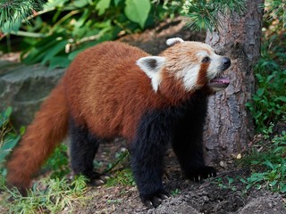 Red Panda (Ailurus fulgens)