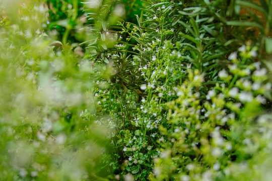Blurred and defocus image of lush green rosemary plants with small flowers in the herb garden.
