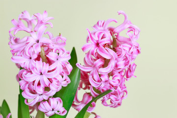 Pink hyacinth flowers.