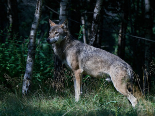 Naklejka na ściany i meble Grey wolf (Canis lupus) in its habitat