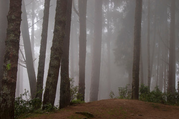 Bosque de niebla