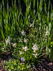  spetchley park gardens worcester worcestershire midlands, england, uk