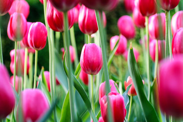 Field of pink tulips.