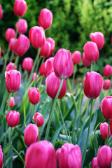 Field of pink tulips.