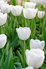 Field of white tulips.