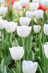 Field of white tulips.