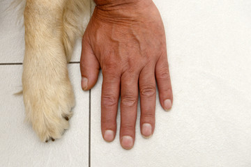 dog paw and human hand  lying on on white tile  in the house