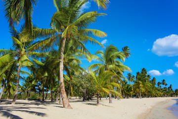 Plakat Karibik Palmen Strand