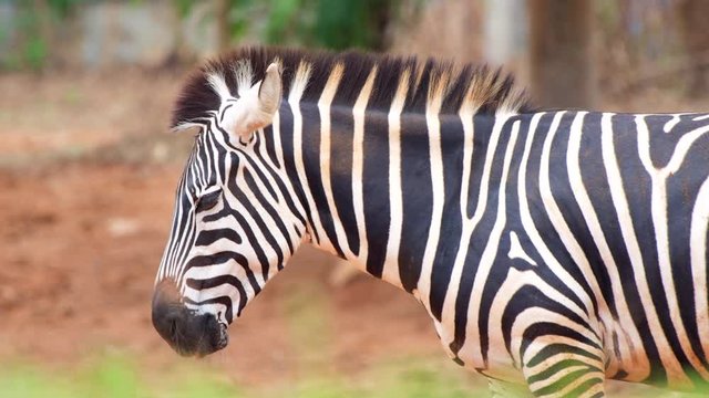 zebra animal closeup shot jungle wildlife video black pattern lines shot with red camera