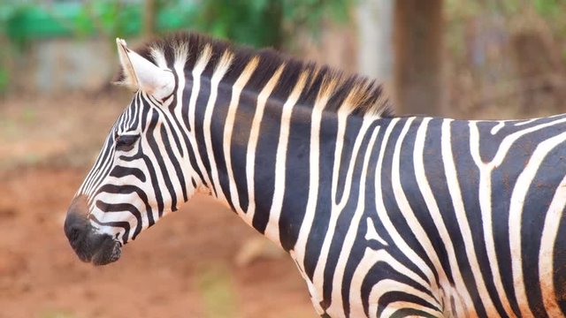 Ass Zebra