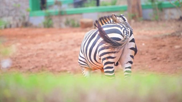 zebra animal closeup shot jungle wildlife video black pattern lines shot with red camera