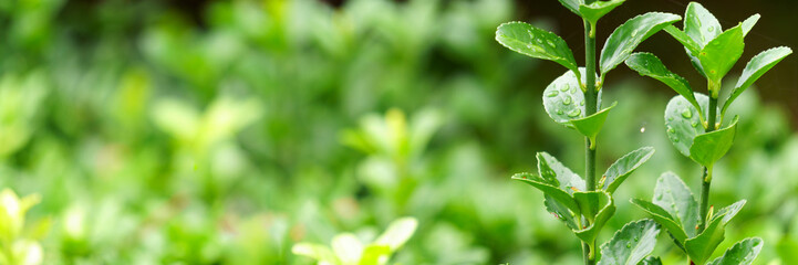 Spindle Tree of the rainy days., panoramic view of spindle tree