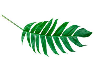 Monstera leaves lush decorating for composition design style exotic. Tropical palm philodendron leaf isolated white background and branch greenery, botanical nature concepts.(clipping path)