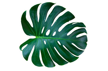 Fototapeta na wymiar Monstera leaves lush decorating for composition design style exotic. Tropical palm philodendron leaf isolated white background and branch greenery, botanical nature concepts.(clipping path)