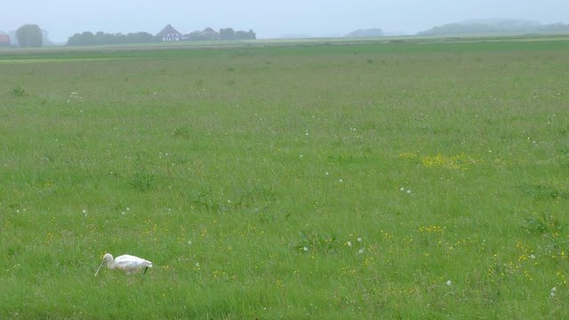 Yellow-billed spoonbill slowly walking on a vast green meadow, long shot