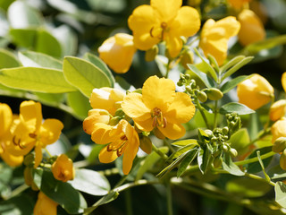 Rameaux et fleurs jaune doré de séné d'alexandrie | Senna alexandrina - obrazy, fototapety, plakaty
