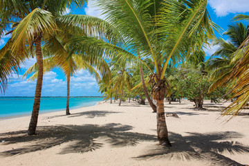 Karibik Palmen Strand