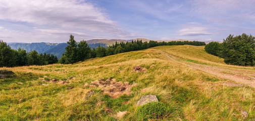 Fototapeta premium beautiful mountain landscape in afternoon. forest on the grassy meadows. clouds on the sky. wonderful evening weather in summertime. amazing carpathian landscape of svydovets massif