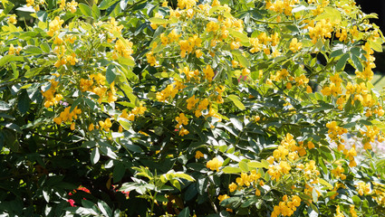 Le séné d'Alexandrie (Senna alexandrina), bel arbuste d'origine méditerranéenne aux fleurs jaune or ou doré