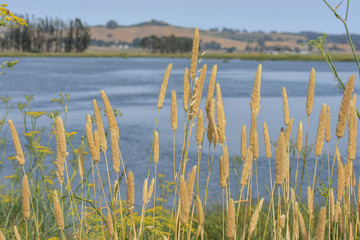 Tall grass growing on the shore of a marsh.