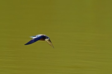 ハリオアマツバメの高速飛翔シーン