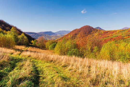 beautiful mountain landscape in autumn. forest on the grassy hills. wonderful sunny weather at high noon. amazing carpathian scenery of uzhanian national park, ukraine