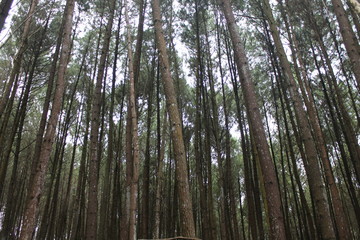 Fototapeta premium morning in the forest