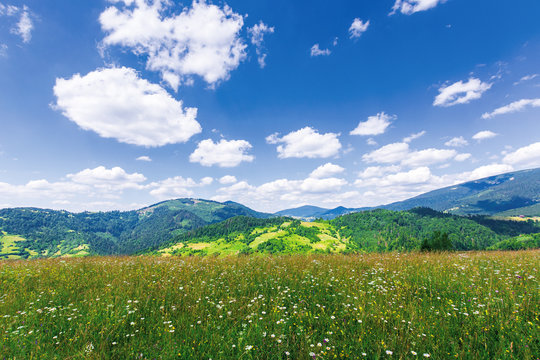 beautiful mountain landscape in summer. grassy meadow with wild herbs on rolling hills. ridge in the distance. amazing sunny weather with fluffy clouds on the blue sky