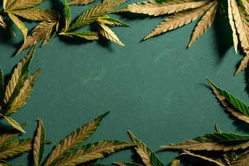 Background from cannabis drug leaves.
