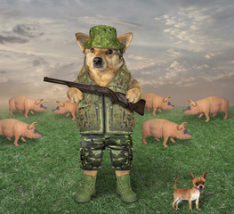 The dog in the military uniform with a rifle grazes a herd of pigs in the meadow on the farm. His...