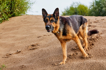 Dog German Shepherd outdoors on sand in a summer