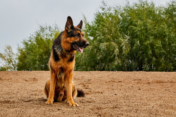 Dog German Shepherd outdoors on sand in a summer