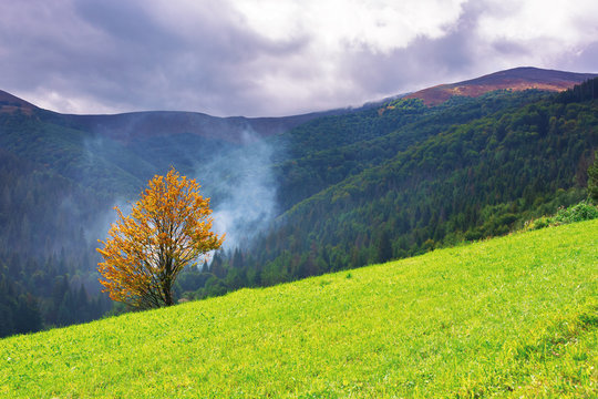 tree in yellow foliage on the grassy meadow. beautiful autumn nature scenery in mountains. forest in the distance in smoke