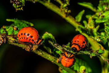 Larvae of Colorado potato beetles consume the leaves of potatoes
