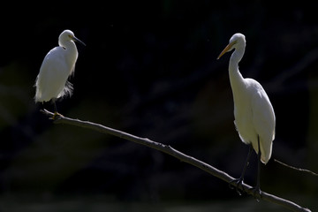 A great egret and a snowy egret perched and preening on a branch in a park in front of a dark background in California.