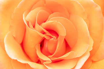 Orange Rosenblüte mit betörendem Rosenduft zeigt die Schönheit der Natur und Blumen durch Anmut und Eleganz der zarten Blütenblätter