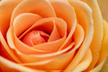 Orange Rosenblüte mit betörendem Rosenduft zeigt die Schönheit der Natur und Blumen durch Anmut und Eleganz der zarten Blütenblätter