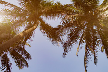 Naklejka na ściany i meble Bottom view coconut palm trees, toned with sunlight. Useful background. Travel summer concept.