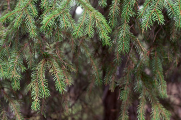 Green branches of an evergreen trees with needles