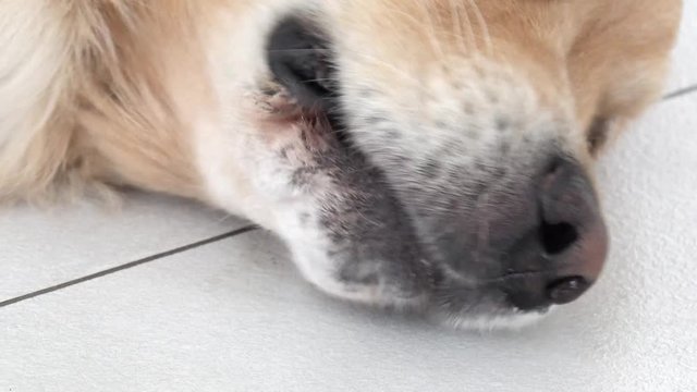 golden retriever dog on white tile with open mouth