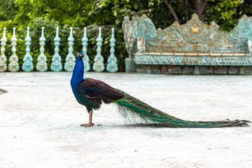 Blue male peacock