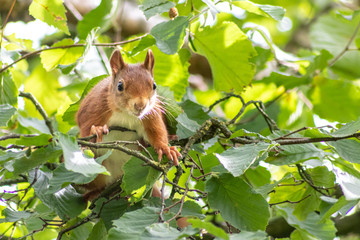 Rot-braunes Eurasisches Eichhörnchen ist auf Futtersuche in einem Haselnussstrauch und springt von Ast zu Ast auf der Jagd nach Haselnüssen und leckeren Eicheln für die Anlage von Winterspeck © sunakri